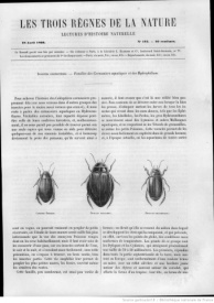 Serie-C- Chenu, Dr. - Insectes coléoptères